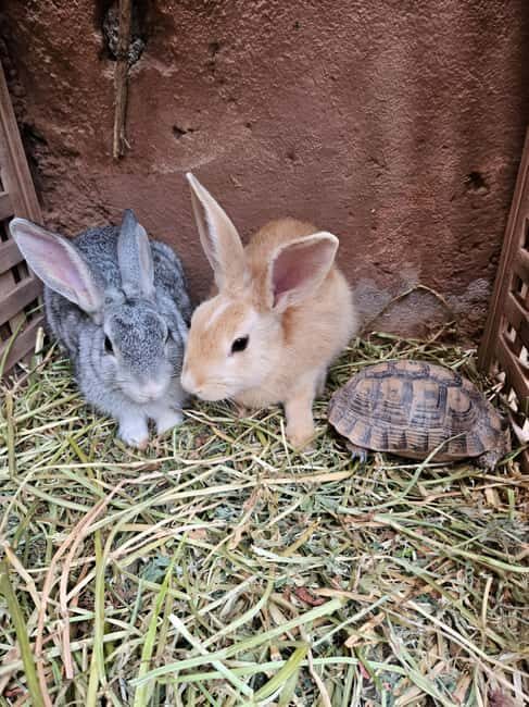 Marrakech: Private Rescue Farm Visit with Lunch + Transport - Introduction