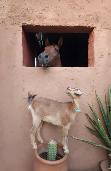 Marrakech: Private Rescue Farm Visit with Lunch + Transport - Key Points