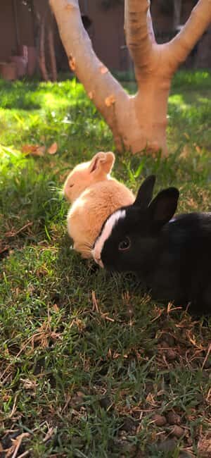 Marrakech: Private Rescue Farm Visit with Lunch + Transport - What’s Worth Considering