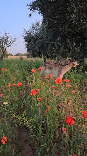 Marrakech: Private Rescue Farm Visit with Lunch + Transport - Why This Tour Offers Great Value