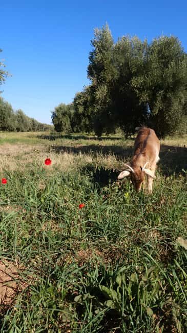 Marrakech: Private Rescue Farm Visit with Lunch + Transport - Final Thoughts: Who Will Love This?