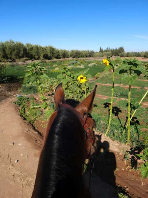 Marrakech: Private Rescue Farm Visit with Lunch + Transport - FAQs