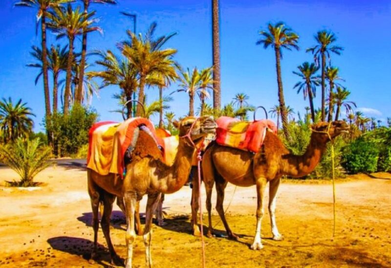 Marrakech: Quad Biking and Camel Ride Berber Villages Tour - An In-Depth Look at Marrakech’s Camel and Quad Experience