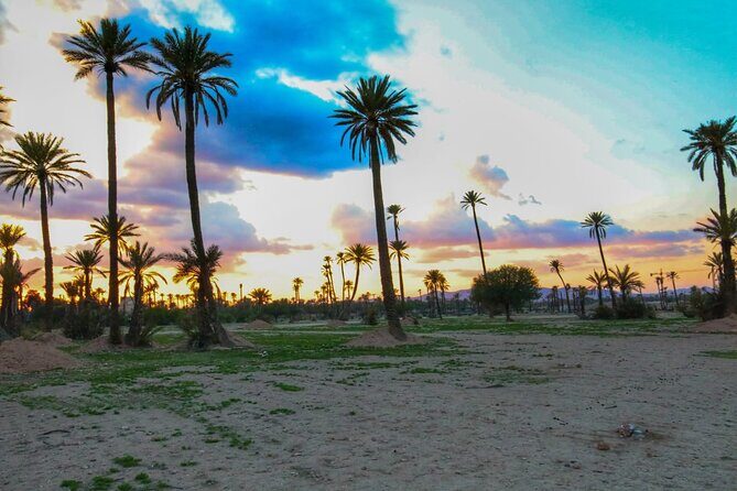 Marrakech Sunset Camel Ride in the Palm Grove - The Sum Up