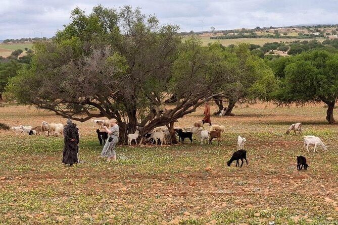 Marrakech to Essaouira Day Trip with Coastal Views - What the Reviews Say