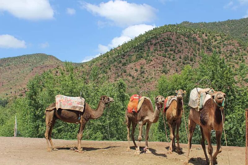 Marrakech's Atlas Adventures Ourika valley & Savory Lunch - The Sum Up