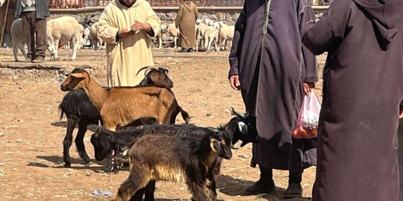 Marrakech:Visit of Berber Market (rural) around Marrakech - FAQ