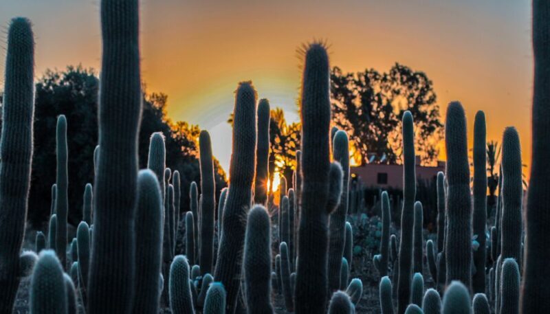 Marrakesh: Cactus Thiemann Entry Ticket - Key Points