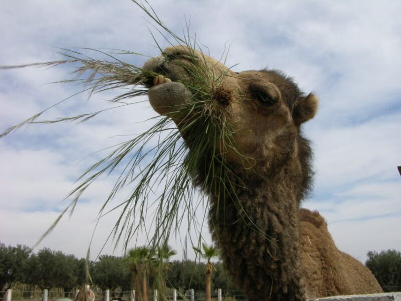 Marrakesh: Cactus Thiemann Entry Ticket - Discovering the Cactus Thiemann Garden