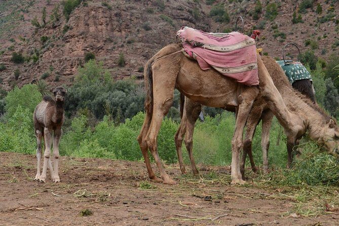 Marrakesh day trip with camel ride from Casablanca - An Authentic Day in Marrakech: What to Expect