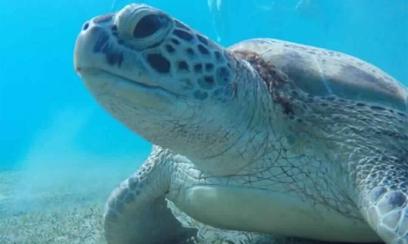 Marsa Alam: Abu Dabbab Snorkeling Tour - The Experience Provider: Sun Pyramids Tours