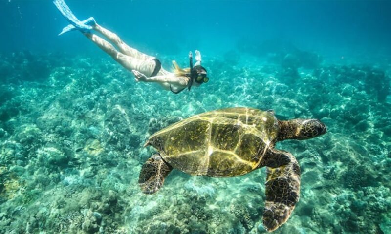 Marsa Alam: Abu Dabbab Snorkeling Tour - Who This Tour Is Best For