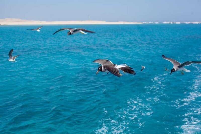 Marsa Alam: Dolphin House Adventure at Shaab Samadai Reef - An In-Depth Look at the Experience