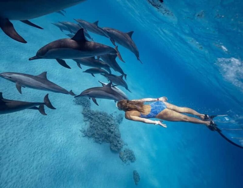 Marsa Alam: Dolphin House Adventure at Shaab Samadai Reef - The Sum Up