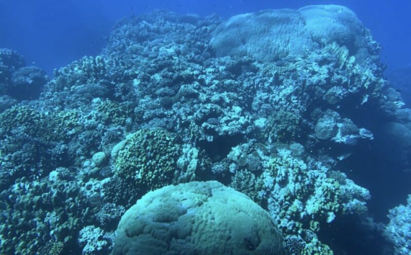 Marsa Alam: Elite vip Turtle bay snorkeling with BBQ Lunch - FAQ