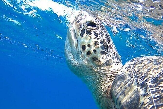 Marsa Alam : Marsa Mubarak Sea Snorkeling Boat Trip with Lunch & Transfer - Key Points