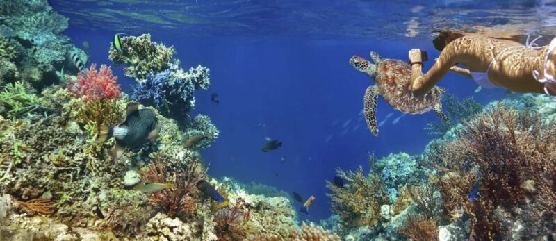 Marsa Alam: Pirates Premium Boat to turtle bay with lunch - FAQ