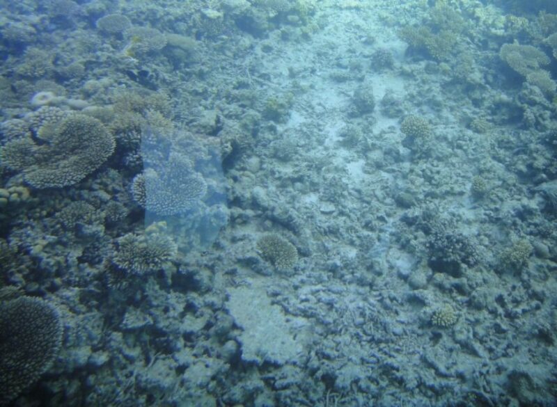 Marsa Alam: Royal Seascope Submarine Cruise with Pickup - An Overview of the Experience