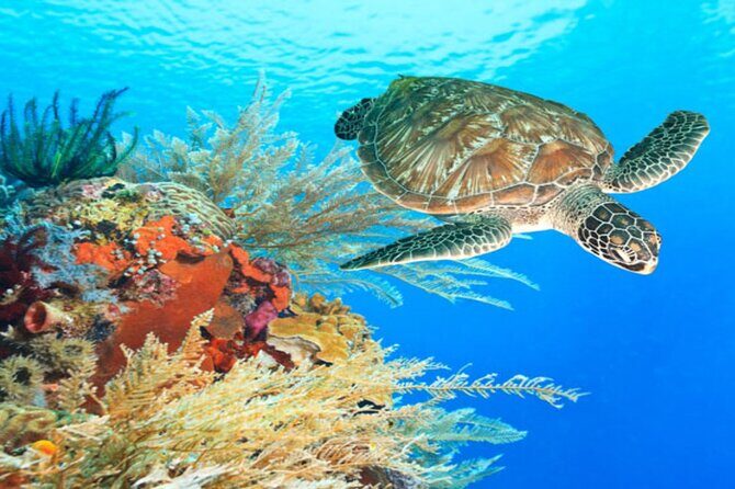 Marsa Alam: Snorkel with Sea Cows and Turtles at Marsa Mubarak - The Sum Up