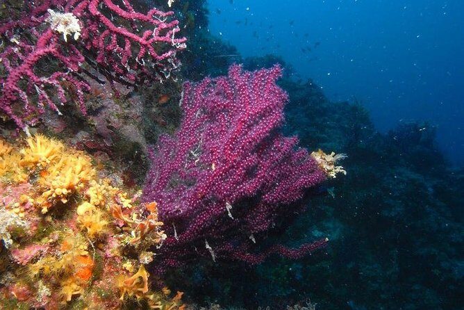 Marsa Alam: Snorkeling at Abu Dabab Beach - The Itinerary in Detail
