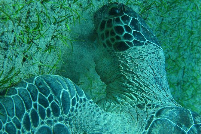 Marsa Alam: Snorkeling at Abu Dabab Beach - Final Words