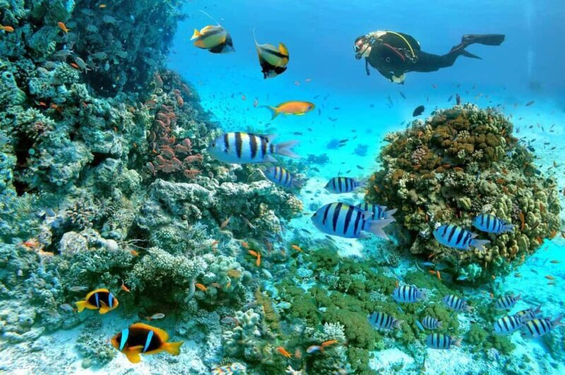 Marsa Alam: Snorkeling with Sea Turtles Marsa Mubarak - Practical Tips for Travelers
