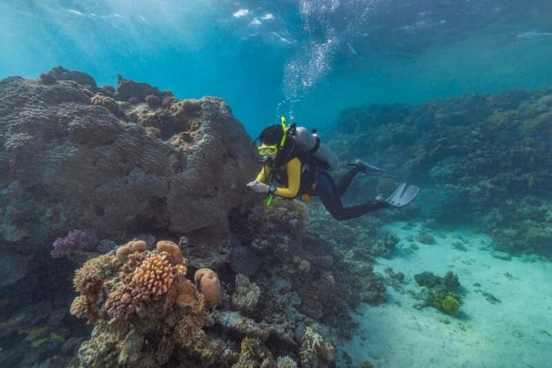 Marsa Alam: Snorkeling with Sea Turtles Marsa Mubarak - The Sum Up: Who Should Consider This Tour?