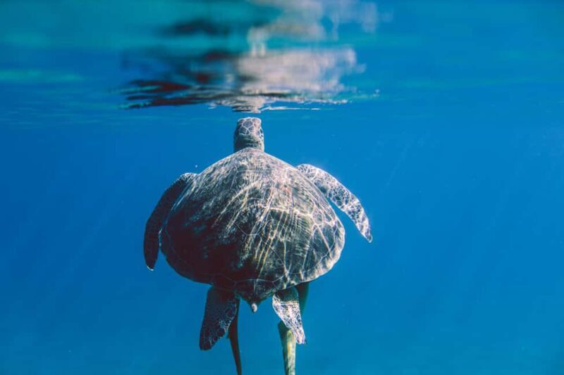 Marsa Alam: Snorkeling with Sea Turtles Marsa Mubarak - FAQs