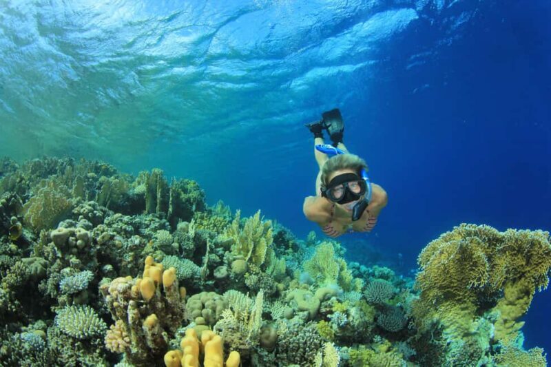 Marsa Alam:Sataya Reefs Dolphin Snorkeling Cruise with Lunch - Key Points