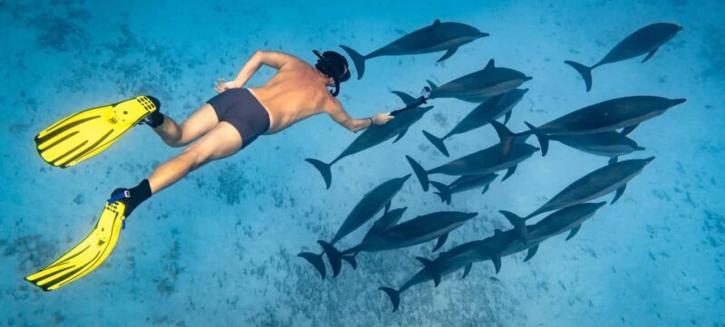 Marsa Alam:Sataya Reefs Dolphin Snorkeling Cruise with Lunch - The Itinerary in Detail: What to Expect from Start to Finish