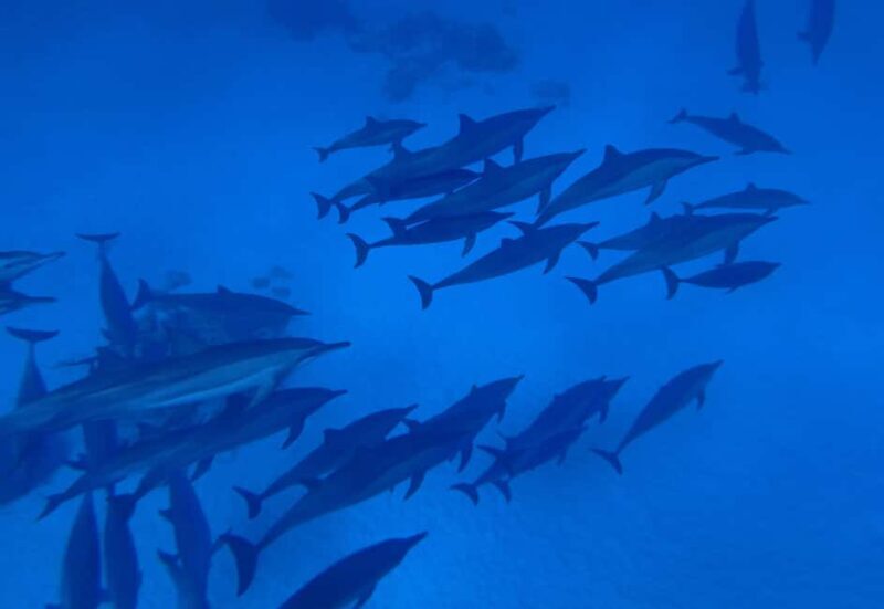 Marsa Alam:Sataya Reefs Dolphin Snorkeling Cruise with Lunch - Who Will Love This Trip?