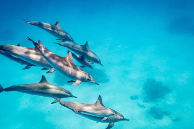 Marsa Alam:Sataya Reefs Dolphin Snorkeling Cruise with Lunch - The Sum Up: Is It Worth It?