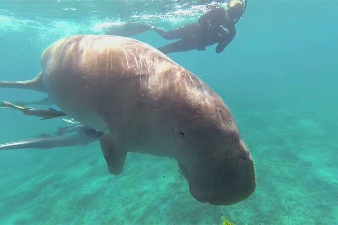 Marsa Mubarak Boat Trip with Dugongs and Turtles in Marsa Alam - Discover the Marsa Mubarak Boat Trip with Dugongs and Turtles in Marsa Alam
