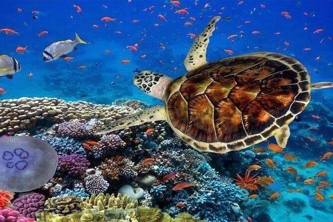Marsa Mubarak Boat Trip with Dugongs and Turtles in Marsa Alam - Key Points