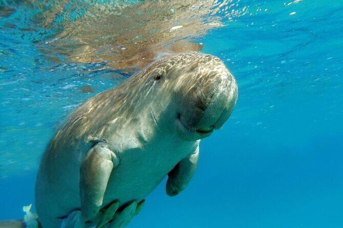 Marsa Mubarak Sea Snorkeling Boat Trip From Marsa Alam - What the Tour Looks Like in Detail