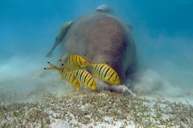 Marsa Mubarak Sea Snorkeling Boat Trip From Marsa Alam - Practical Tips for Travelers