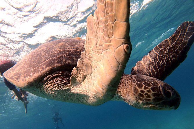 Marsa Mubarak Snorkeling Sea Trip & Transfer & Lunch Marsa Alam - Transportation, Group Size, and Pricing