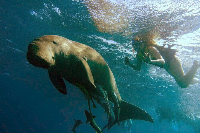Marsa Mubarak snorkeling with dugong and turtles - marsaalam - What You Can Expect from the Tour