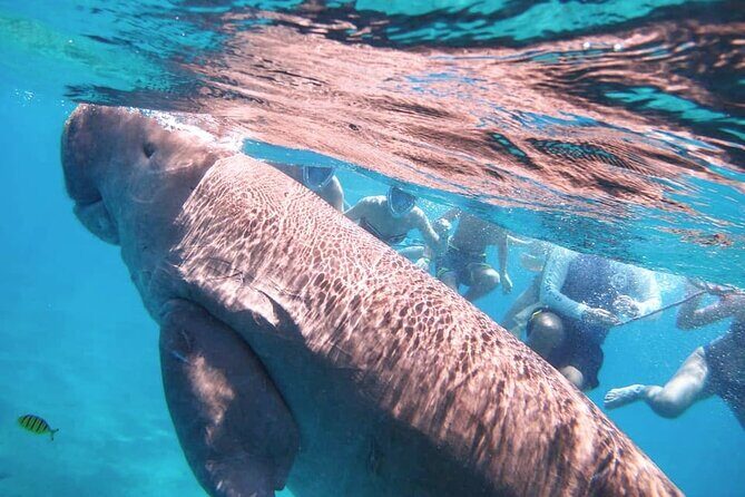 Marsa Mubarak snorkeling with dugong and turtles - marsaalam - The Realistic View: Whats Good and Whats Not