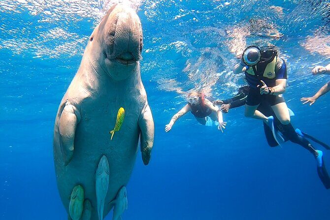 Marsa Mubarak snorkeling with dugong and turtles - marsaalam - Final Thoughts: Is It Worth It?