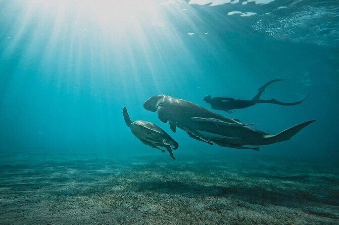 Marsa Mubarak Snorkeling with Dugongs & Turtles From Marsa Alam - Who Should Book This Tour?