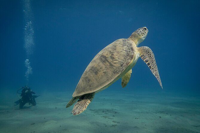 Marsa Mubarak Snorkeling with Dugongs & Turtles From Marsa Alam - The Coral Reefs and Marine Life