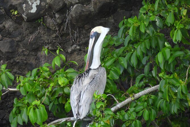 Martinique : Anse Coralienne & Tortues - An In-Depth Look at the Tour