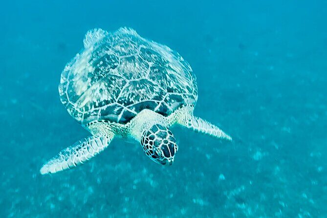 Martinique : Anse Coralienne & Tortues - Final Thoughts