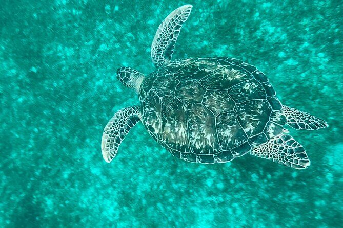 Martinique : Anse Coralienne & Tortues - FAQ
