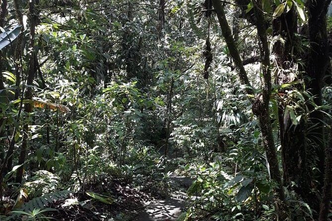 Martinique North Island Private Tour - Practicalities and What to Expect