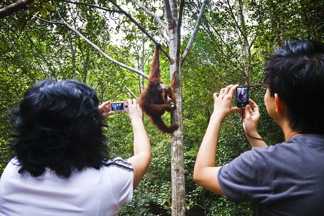 Marvellous Creature Orangutan : Sarawak Semenggoh Wildlife Centre Tour - An In-Depth Look at the Semenggoh Orangutan Tour