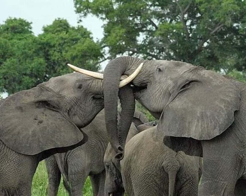 Marvelous 5-day Serengeti National Park to Ngorongoro Crater - Introduction: What This Tour Offers