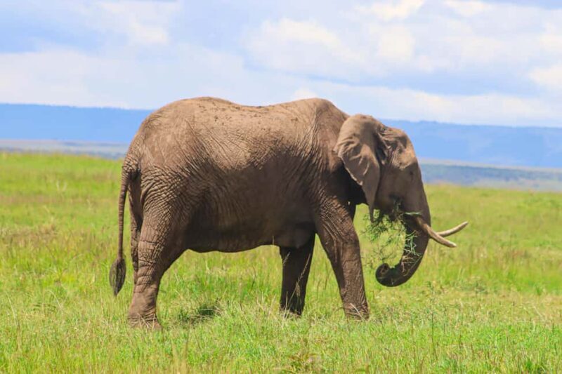 Masai Mara: 2 Day Private Safari In a 4x4 Land Cruiser - Key Points