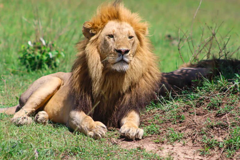 Masai Mara: 2 Day Private Safari In a 4x4 Land Cruiser - The Itinerary Breakdown: What to Expect During Your 2 Days